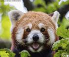 Сочувственное лицо красной панды